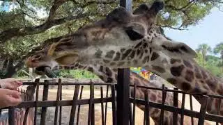 June 21 - World Giraffe Day