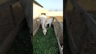 GOATS EAT GRASS #goat #goatfarming