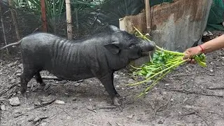 Give fresh vegetables for Pig feed | Free range pig farming