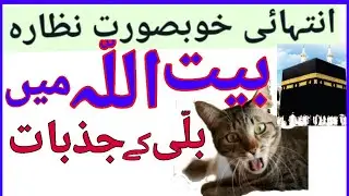 Cat Waking up a person in Makkah | Cat in haram sharif | Masjid Haram | Haram ki billi | Subhanallah