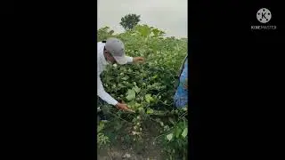 3G.cotton