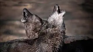 Howling at the moon...   Lake Compounce Festival Park Bristol CT USA 04 09 88