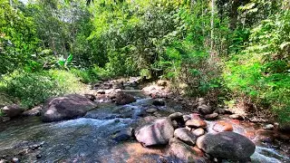 Relax & Sleep Instantly with Soothing Water Sounds from Slow-Moving River Stream Among Forest Rocks