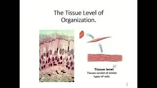 BIO 168 Chapter 5: Tissue Level of Organization
