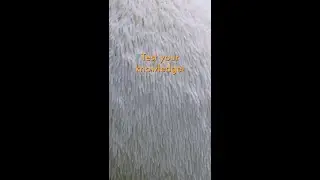 Do you know the Latin binomial for Lion&rsquo;s Mane?