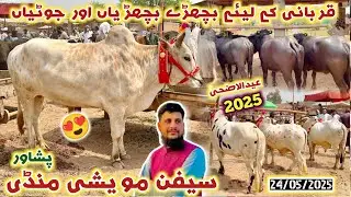 Saifan Maweshi Mandi Peshawar 24/05/2025 New Updates | Qurbani k Janwaron ki Qeemat | Izhar Ali Shah