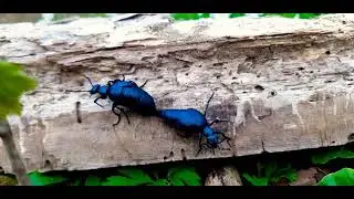 Violet Oil Beetle (Meloe violaceus) Bl&aring; oliebille