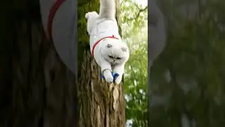 KungFu Cat Saves Falling Baby Bird! 🐦🌳 #Shorts
