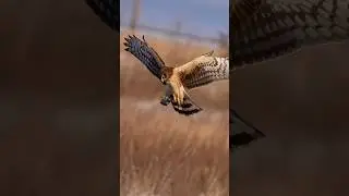Female northern harrier on the hunt !! Copyrighted 🎥on Canon R1+ RF 100-500 +1.4X TC #birds