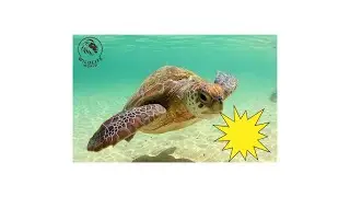 Wildlife World | Turtles In The Wild: Slow And Steady Survivors