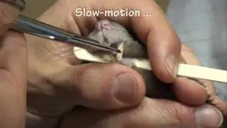 Trimming Pet Rat Crabcake's Maloccluded Teeth