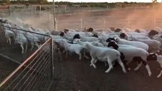 360 DORPER X / WHITE MEAT MASTER LAMBS