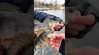 The perch bites like a machine gun😳 #angler #bassfishing #fishinglife #outdoorlife #shortsfishing