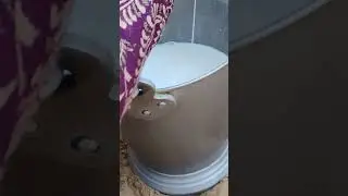 Murrah buffalo milking by Hand @ Murrah buffalo @ Animal shorts @ milking