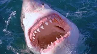 Great White Shark, Handled By Man, Opens Mouth On Surface