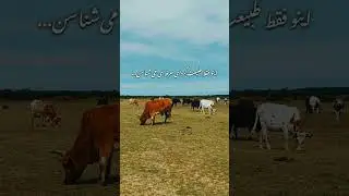 ۴ جای خفن ایران که اگه ندیدی&hellip; یه چیزی رو از دست دادی 🇮🇷