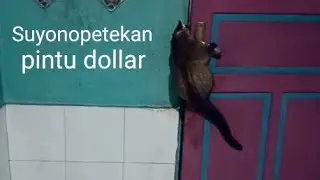 Dollar Door @Suyonopetekan