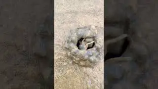 in puri sea beach 🏖️#crab #sea #beach #short