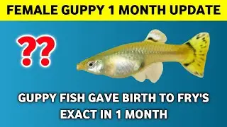 Guppy Fish 1 Month UPDATE | Guppy Fish Giving Birth | Be With Sarfaraz