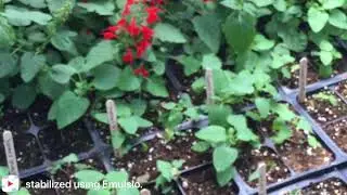 Isbvi Spring plant sale
