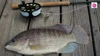 Tilapia Fish, Unbelievable Tilapia Fishing By Monojit at Moradan  | Rozina&rsquo;s Club
