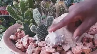 HOW TO CREATE A BEAUTIFUL CACTI DISH GARDEN ARRANGEMENT WITH WASTE MATERIALS