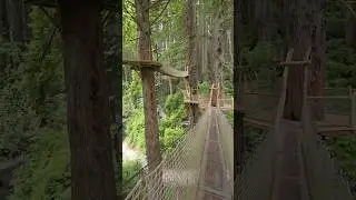 Redwood Canopy Trail: Trees of Mystery NO AI