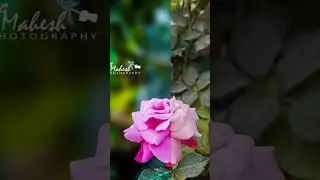 Before/After Photo editing| Lightroom & PicsArt |Rose 🌹 #youtubeshorts #short #edit