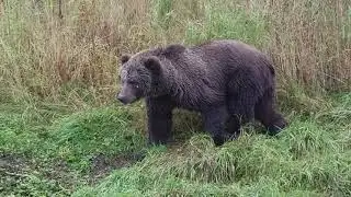 Bear Viewing at  Kodiak Brown Bear Center - Alaska Private Touring