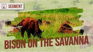 How Bison Can Help Restore Oak Savannas | Prairie Sportsman