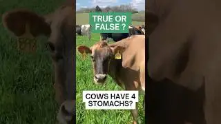 Cows Have Four Stomachs - True or False ? 🐄🌱