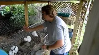Rabbit breeding problems