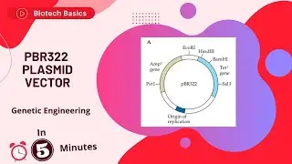pBR322 Plasmid Vector || Genetic Engineering || GATE Biotechnology || IIT-JAM || CSIR-NET || DBT-JRF