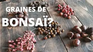 SEMER des BONSA&Iuml; !?