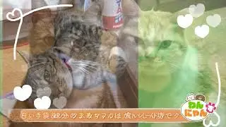 【わんにゃんず・ねこ】まめちゃん 7才　とらくん 8才　12月18日放送