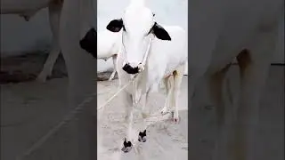 dhani bull lover ll dhani bull#shorts #subscribe
