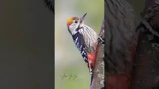 BIRDING IN BANJOSA, AZAD KASHMIR, PAKISTAN. (MARCH 2022)