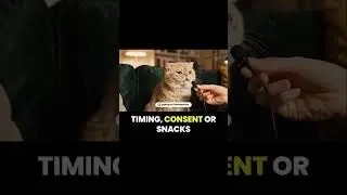 Cats Finally Say Why They Ignore You 😾
