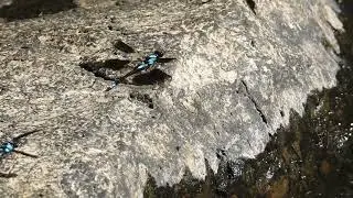 Nandroya Falls&nbsp;- Atherton Tablelands, Nth Qld