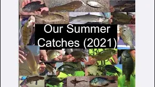 Our summer catches- Bluegill, Bass, Rainbow Trout, Sunfish, Bullhead, Yellow Perch, Shiner, and MORE