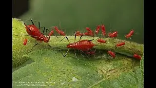 SRS: Phylogeny and Historical Biogeography of Uroleucon Aphids