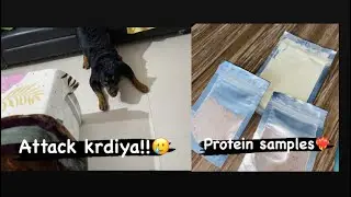 Roxie ne attack krdiya😨 || free protein samples😍❤️&zwj;🔥 #youtube #dailyvlog