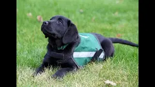 Summit Assistance Dogs: Creating life-changing partnerships between people and dogs.