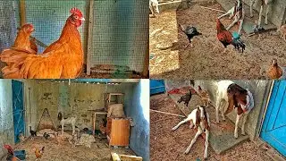 Bakri Aur Murgi Farm Chat Pe #subscribe #viral #100kviews #1mviews