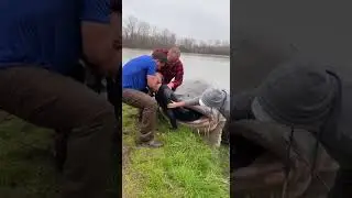 巨大魚の口からダイバーを救出する緊迫の瞬間