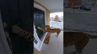 Security Cam: Leopard Tries Again&hellip; Still Scared of the Same Cat #funny #cat #shorts
