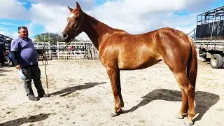 FEIRA DE CAVALOS EM CRUZES-PE  19-01-2026 #nordeste