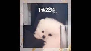쩨리제리))1년생동영상..이런적도🥰
