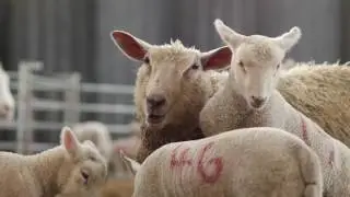 Successful Lambing Top Tips - Lamlac