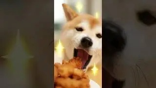 다이어트 절대 불가능한 울집 강아지~#dog#funny#diet#happy